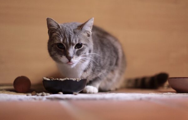 Cara Memberi Makan Kucing Peliharaan