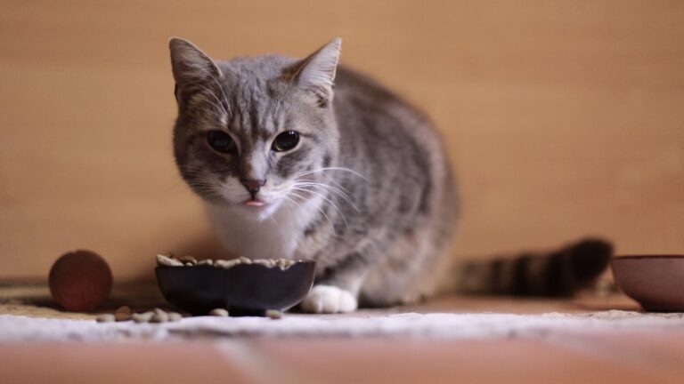 Cara Memberi Makan Kucing Peliharaan