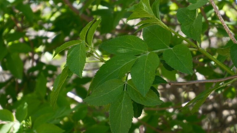 7 Manfaat Daun Kelor untuk Kesehatan yang Jarang Diketahui (Si Daun Ajaib)