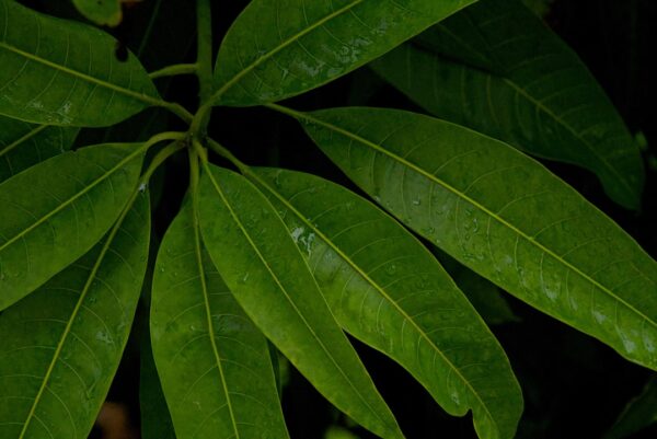 Mengenal Daun Binahong: Tanaman Herbal Ampuh untuk Mempercepat Penyembuhan Luka