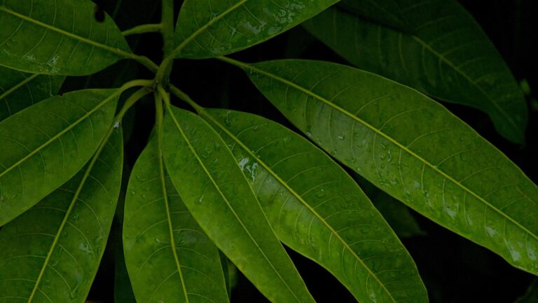 Mengenal Daun Binahong: Tanaman Herbal Ampuh untuk Mempercepat Penyembuhan Luka
