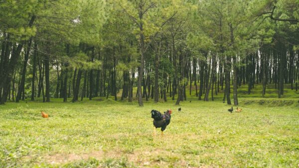 cara kasih makan ayam