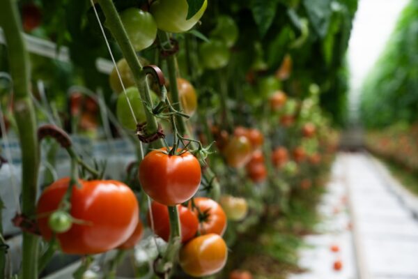 Saya Mencoba Teknik Pomodoro Selama 30 Hari Penuh, Inilah Hasil Nyata pada Produktivitas Saya