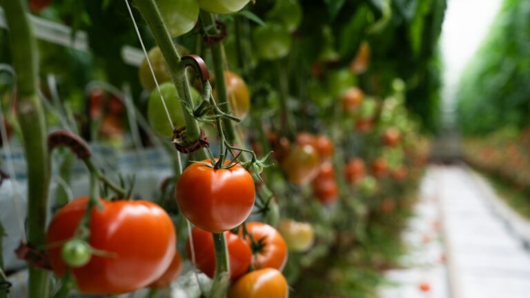 Saya Mencoba Teknik Pomodoro Selama 30 Hari Penuh, Inilah Hasil Nyata pada Produktivitas Saya