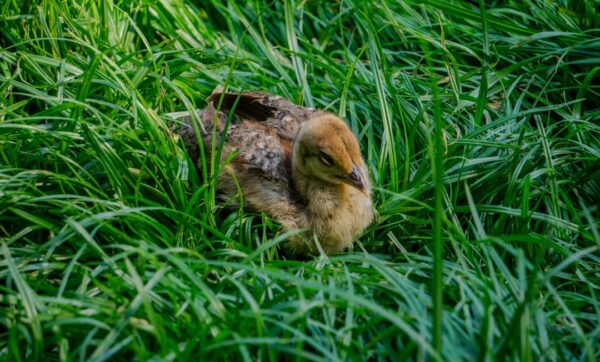 cara melihara anak ayam