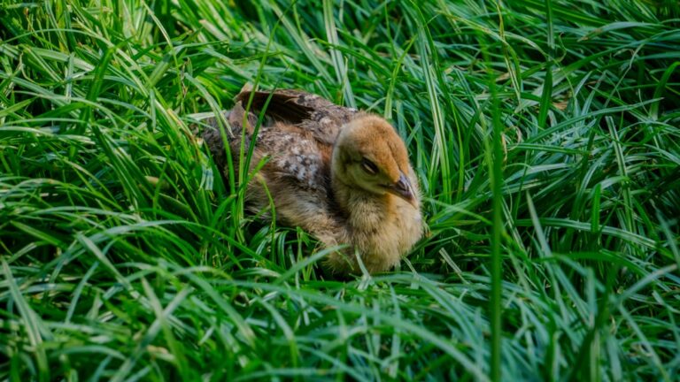cara melihara anak ayam