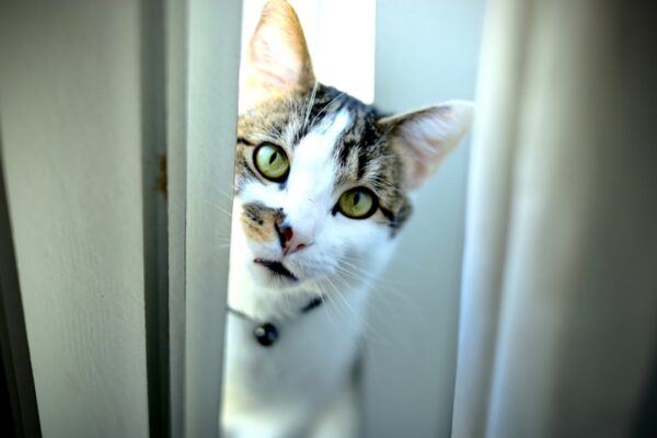 Rahasia Terbongkar: Alasan Kenapa Kucing Selalu Masuk Kamar Saat Kita Lagi Ganti Baju.