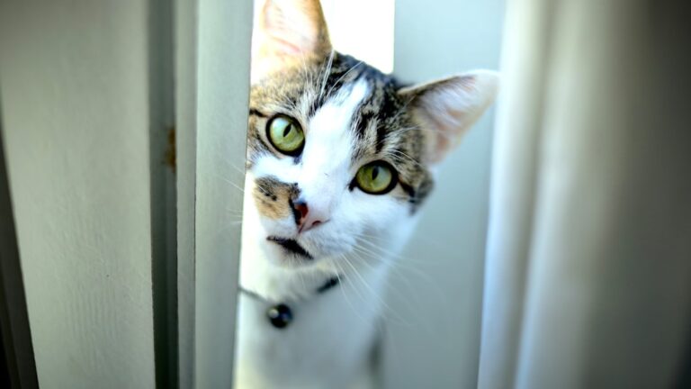 Rahasia Terbongkar: Alasan Kenapa Kucing Selalu Masuk Kamar Saat Kita Lagi Ganti Baju.